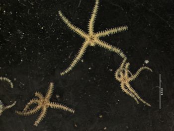Media type: image; Invertebrate Zoology OPH-4150   Description: preserved specimen;